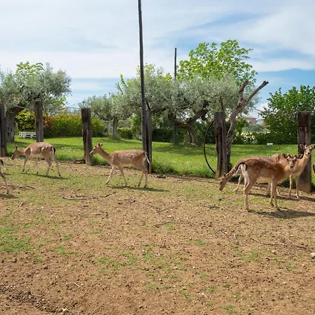 Grappolo Rosso By Interhome Apartament Citta Sant'Angelo