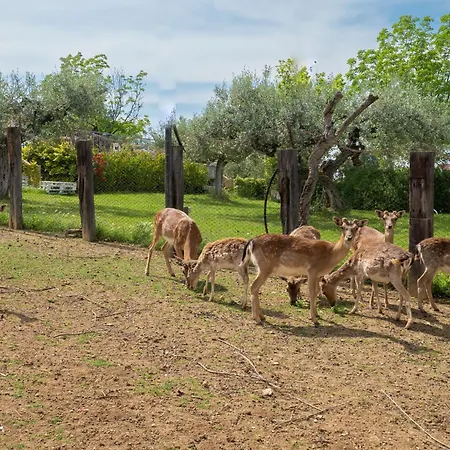 Grappolo Rosso By Interhome Citta Sant'Angelo