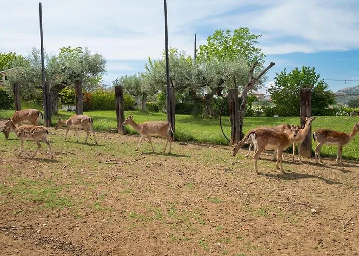Grappolo Rosso By Interhome Διαμέρισμα Citta Sant'Angelo