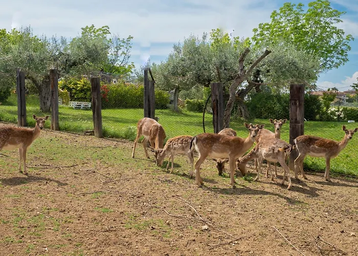 Grappolo Rosso By Interhome Città Sant'Angelo